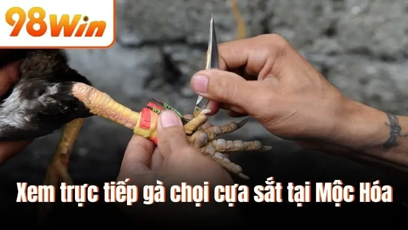 Xem trực tiếp gà chọi cựa sắt tại Mộc Hóa
